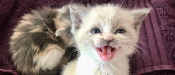 Illustration : "La photo immortalisant la bonne humeur de ce chaton devient virale et redonne le sourire aux internautes !"