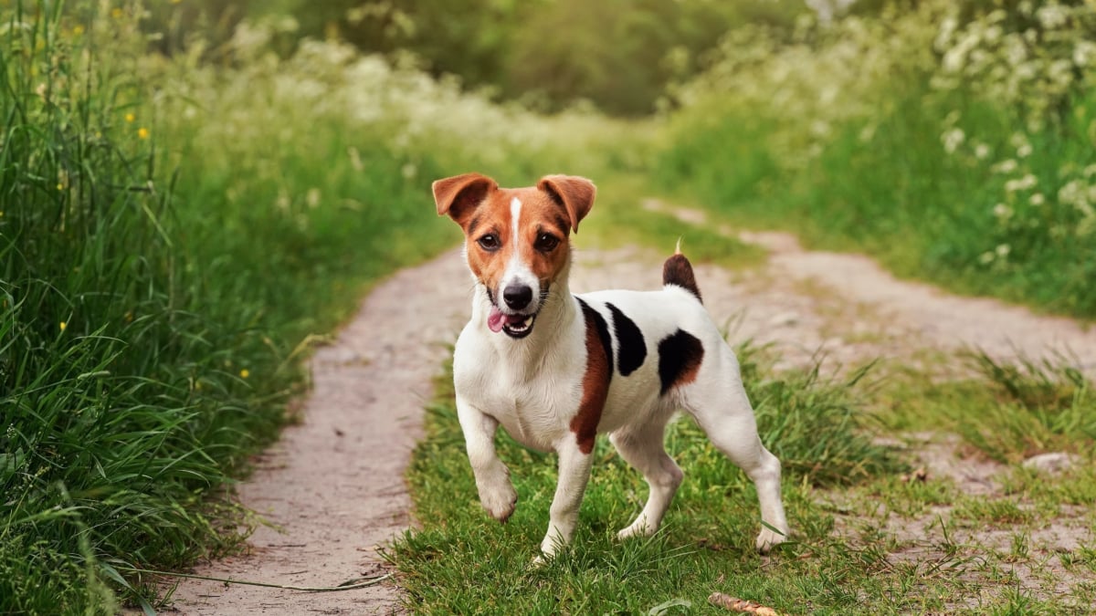 Illustration : "Les meilleurs noms en U pour un chien"