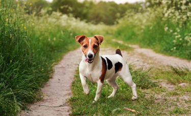 Illustration : "Les meilleurs noms en U pour un chien"