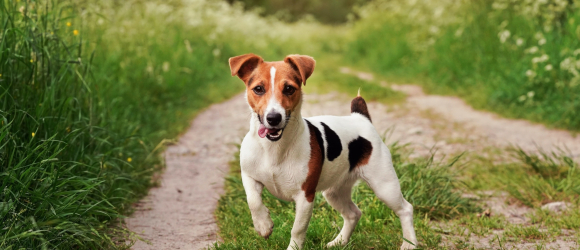 Illustration : "Les meilleurs noms en U pour un chien"