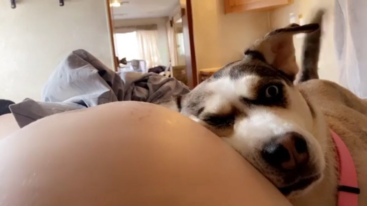 Illustration : "Une chienne protectrice et affectueuse adore poser sa tête sur le ventre de sa propriétaire enceinte (vidéo)"