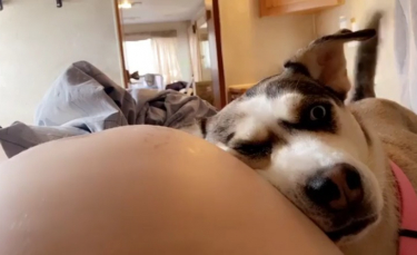Illustration : "Une chienne protectrice et affectueuse adore poser sa tête sur le ventre de sa propriétaire enceinte (vidéo)"