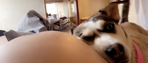 Illustration : "Une chienne protectrice et affectueuse adore poser sa tête sur le ventre de sa propriétaire enceinte (vidéo)"