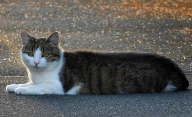 Illustration : "Près de 12 000 euros d'amende pour les automobilistes responsables d'un délit de fuite après une collision avec un chat"