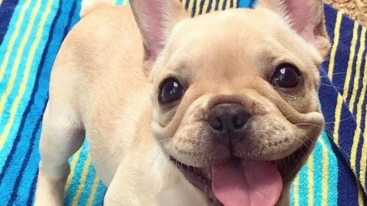 Illustration : "18 photos de chiens si expressifs qu’ils vous redonneront le sourire !"