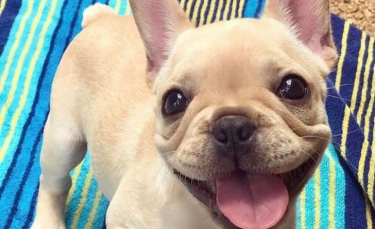 Illustration : "18 photos de chiens si expressifs qu’ils vous redonneront le sourire !"