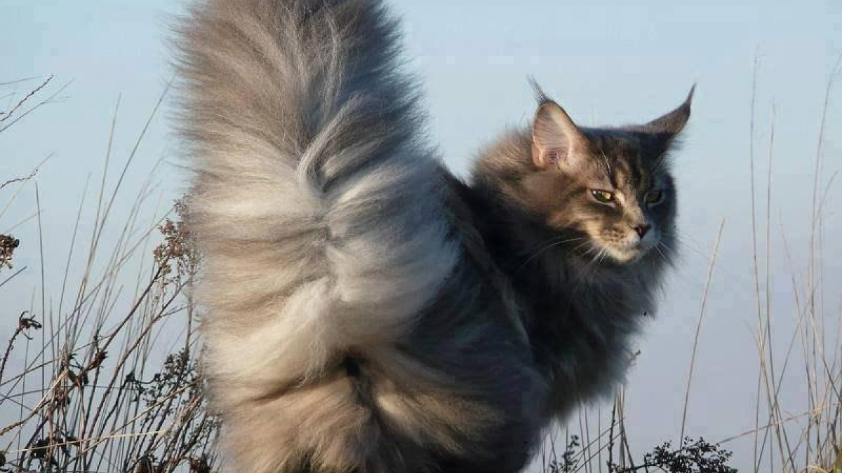Illustration : "15 photos de chats à la queue touffue et moelleuse"