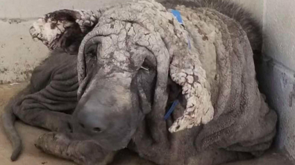 Illustration : L’étonnante transformation d’un chien errant ressemblant à une statue de pierre à cause de ses problèmes de santé