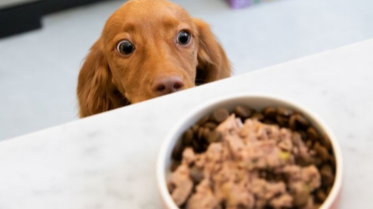 Illustration : "L'appétit de votre chien est primordial ! Voici comment lui en apporter"