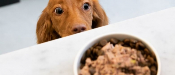 Illustration : "L'appétit de votre chien est primordial ! Voici comment lui en apporter"