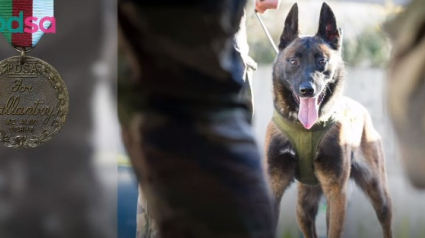 Illustration : "Leuk" : le 1er chien militaire français décoré à titre posthume par la prestigieuse médaille Dickin au Royaume-Uni