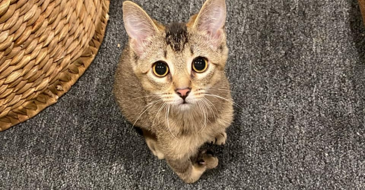 Couvert De Puces Et De Saletes Ce Chaton Aux Pattes Tordues Avait Desesperement Besoin D Aide Video Couvert De Puces Et De Saletes Ce Chaton Aux Pattes Tordues Avait Desesperement Besoin D Aide Video