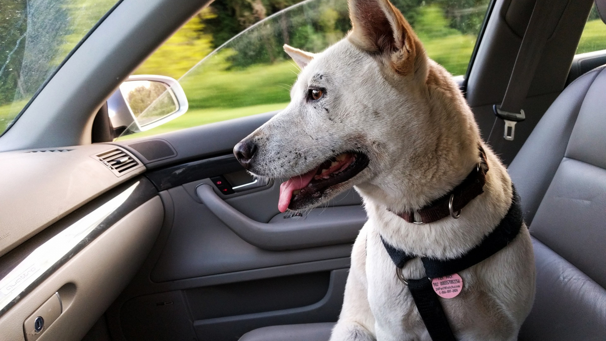 Illustration : "Laissé seul dans la voiture de son maître, un chien surprend les passants en roulant librement pendant plusieurs minutes !"