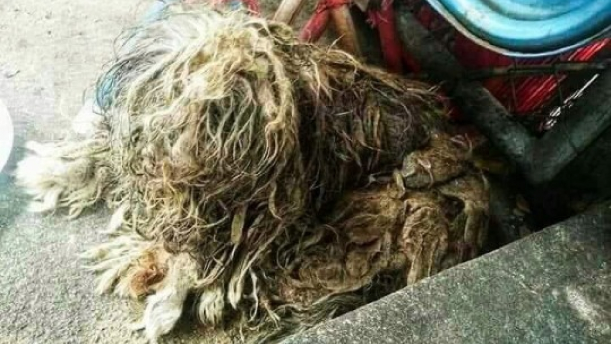 Illustration : "Négligée et sale, cette vieille chienne abandonnée par ses anciens propriétaires a dû survivre seule dans la rue. Jusqu’au jour où…  "