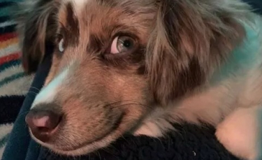 Illustration : "Ces 14 photos de chiens au sourire charmeur illumineront votre journée !"
