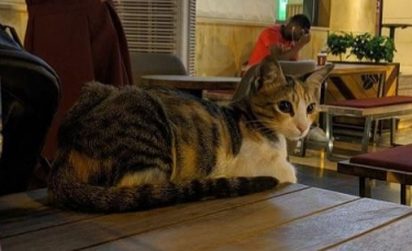 Illustration : "Un chat se rend tous les jours dans le même café pour retrouver un client très spécial !"