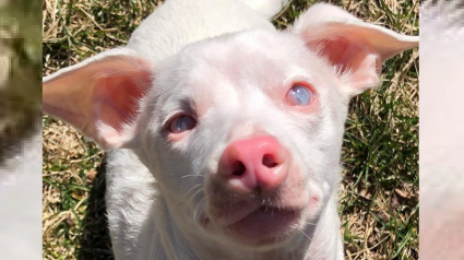 Illustration : Sourd et aveugle, ce chien rose star des réseaux sociaux est une source d’inspiration pour tous