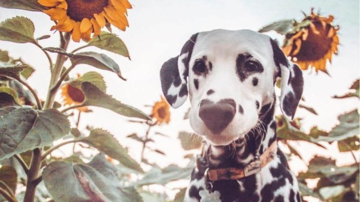 Illustration : "20 photos adorables d’un Dalmatien qui a le cœur sur le nez !"
