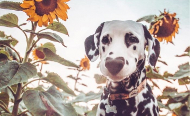 Illustration : "20 photos adorables d’un Dalmatien qui a le cœur sur le nez !"