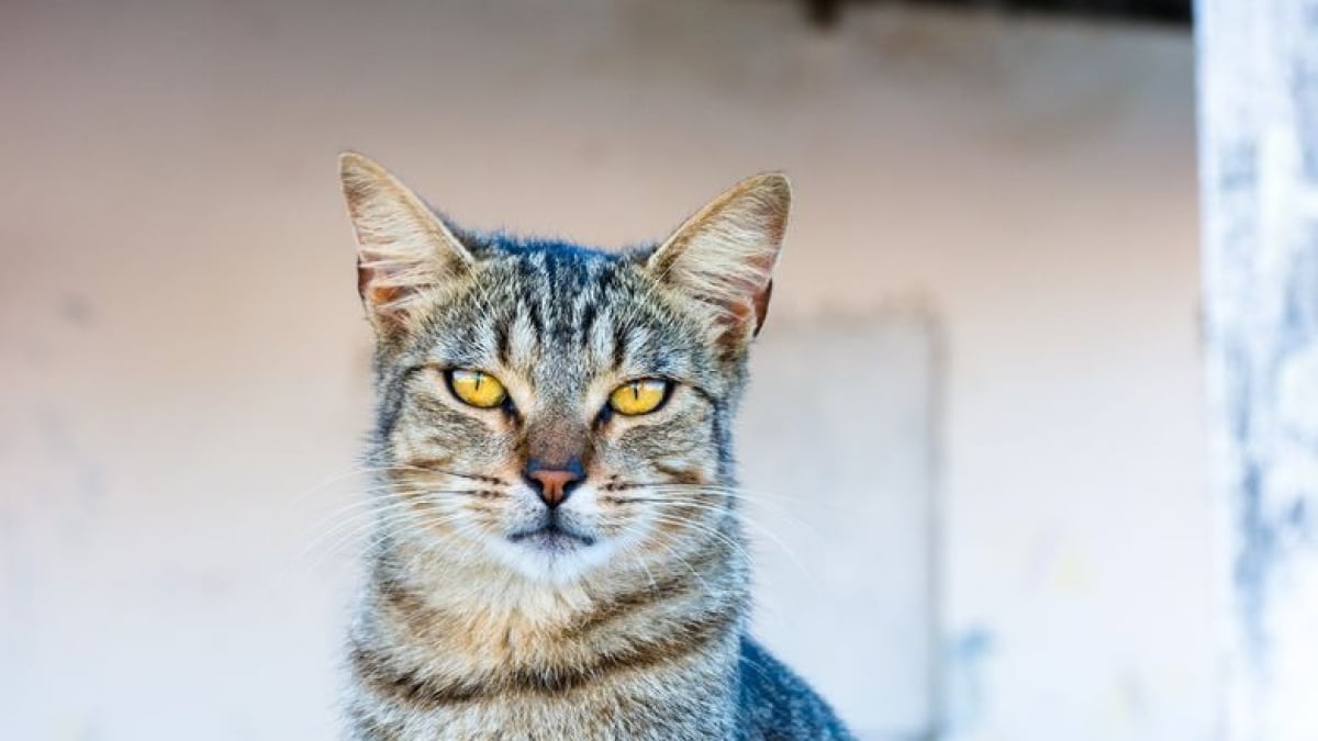 Illustration : "Le chat de gouttière"