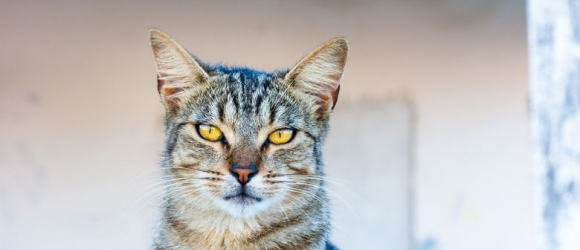 Illustration : "Le chat de gouttière"