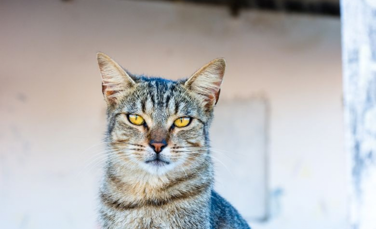 Illustration : "Le chat de gouttière"