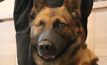 Illustration : "Le chien du Raid attaqué et blessé au couteau va recevoir une médaille"