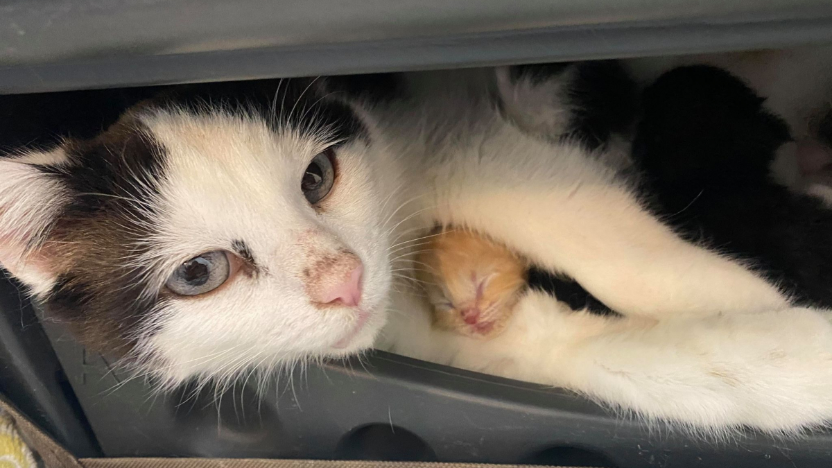 Illustration : "Une chatte affolée met bas dans un plafond, des bénévoles font tout pour l’aider"