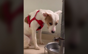 Illustration : "Abandonnée dans un refuge, cette chienne au regard triste et au cœur brisé ne pensait jamais trouver le bonheur (vidéo)"