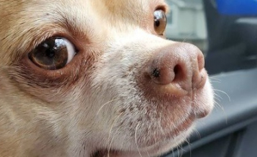 Illustration : "A court d'idées pour faire adopter un chien, elle le présente comme un