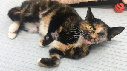 Illustration : Heurtée par un bus, cette chatte a erré pendant 16 jours dans la rue avec des blessures graves