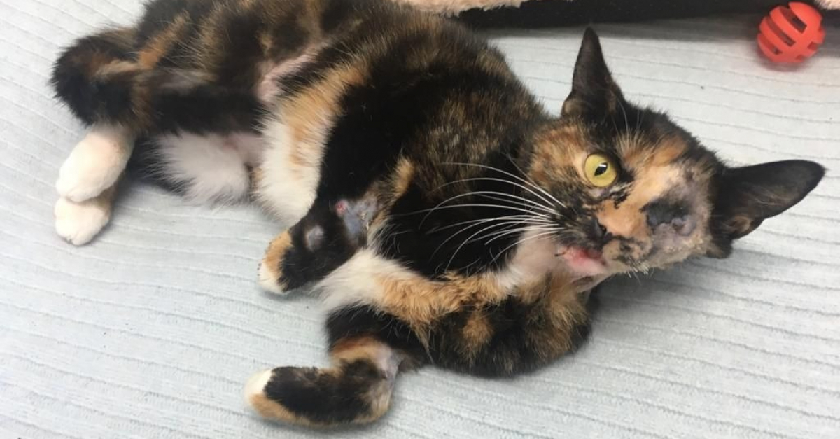 Heurtee Par Un Bus Cette Chatte A Erre Pendant 16 Jours Dans La Rue Avec Des Blessures Graves Heurtee Par Un Bus Cette Chatte A Erre Pendant 16 Jours Dans La Rue Avec Des Blessures Graves