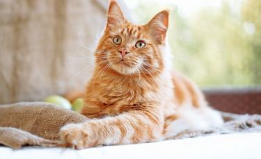 Illustration : "Les meilleurs noms en U pour un chat"