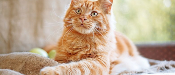 Illustration : "Les meilleurs noms en U pour un chat"