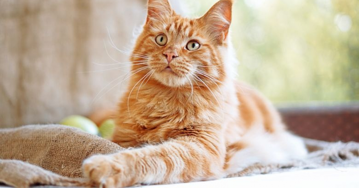 Les Meilleurs Noms En U Pour Un Chat En 23