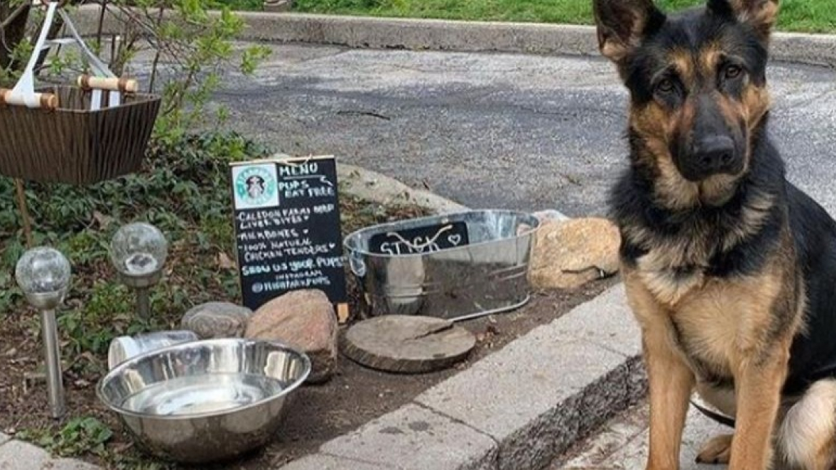 Illustration : "Amoureuse des animaux, cette femme ouvre un petit café pour abreuver les chiens du quartier"