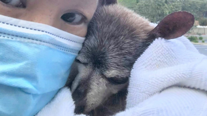Illustration : Un chien réconforté dans ses derniers moments de vie par des bénévoles alors qu'il venait d'être abandonné, car "trop vieux" !