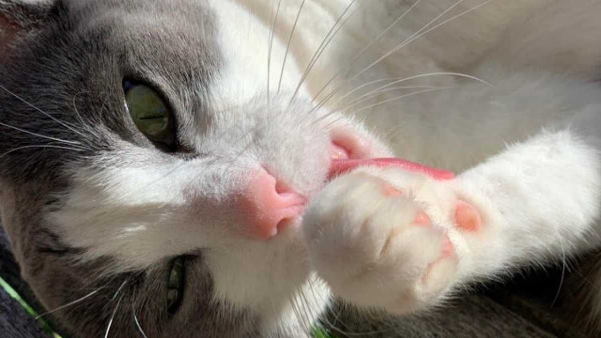 Illustration : "16 photos de chats et de leur joli minois"