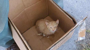 Illustration : Affolé, un chaton enfermé dans un sac-poubelle a frôlé la benne à ordures
