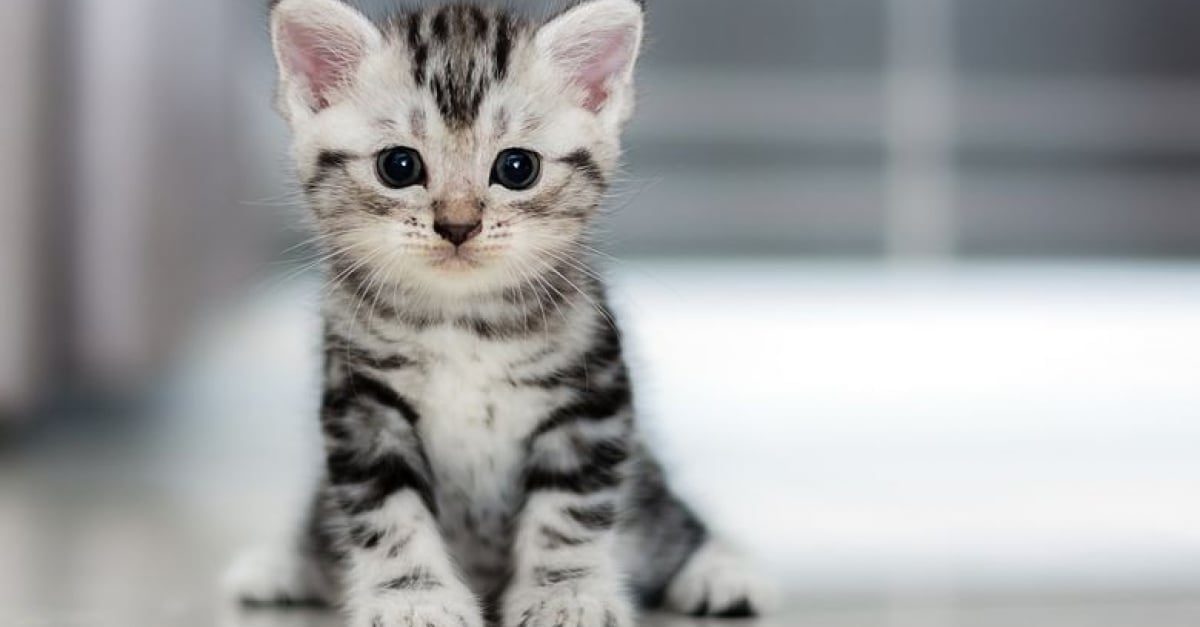 Les Meilleurs Noms En V W X Y Ou Z Pour Un Chat En 24