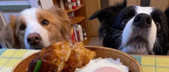 Illustration : "17 photos de chiens et de chats aux yeux plus gros que le ventre"