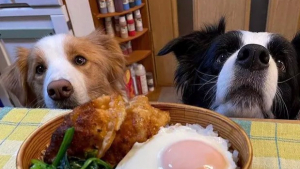 Illustration : 17 photos de chiens et de chats aux yeux plus gros que le ventre