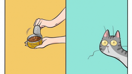 Illustration : 20 dessins illustrant avec humour ce qu'est la vie avec un chat au quotidien