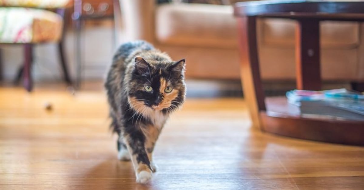 Chat Ecaille De Tortue Tout Savoir Sur Les Chats A Robe Tortoiseshell Chat Ecaille De Tortue Tout Savoir Sur Les Chats A Robe Tortoiseshell