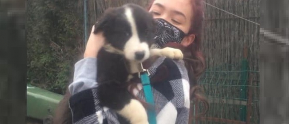 Illustration : "Un chien Border Collie souffrant de 3 malformations cardiaques va enfin pouvoir se faire opérer grâce à un don du sang !"