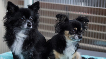 Illustration : Une association parcourt plus de 2000 kilomètres pour tenter de retirer des dizaines de Chihuahuas cloîtrés dans une maison surpeuplée