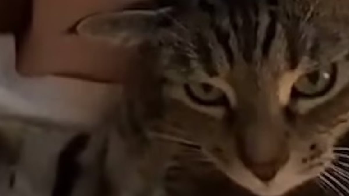 Illustration : "La vidéo adorable d’un chat qui « imite » sa propriétaire en train de se coiffer récolte des millions de vues sur Internet"