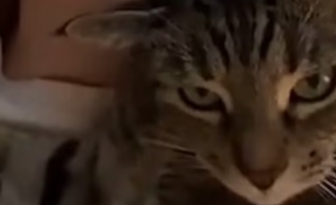 Illustration : "La vidéo adorable d’un chat qui « imite » sa propriétaire en train de se coiffer récolte des millions de vues sur Internet"