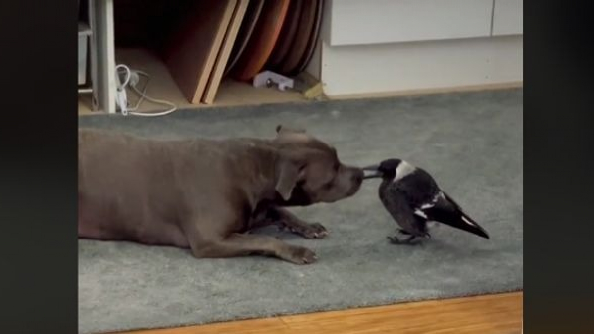 Illustration : "Une chienne noue une amitié exceptionnelle avec une pie blessée, recueillie par ses propriétaires (vidéo)"