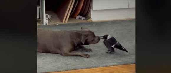 Illustration : "Une chienne noue une amitié exceptionnelle avec une pie blessée, recueillie par ses propriétaires (vidéo)"